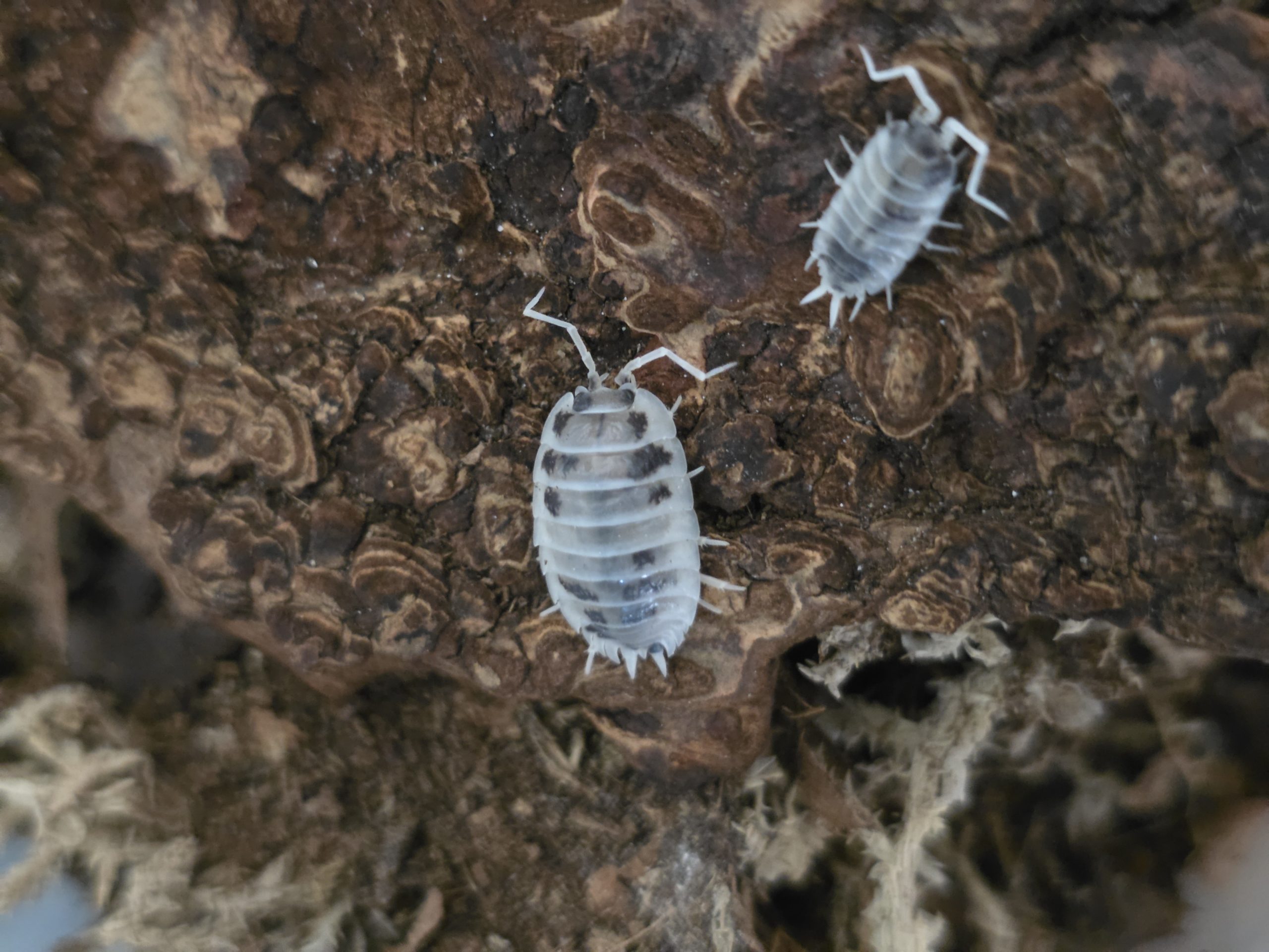 Isopod: Porcellio laevis "Dairy Cow"