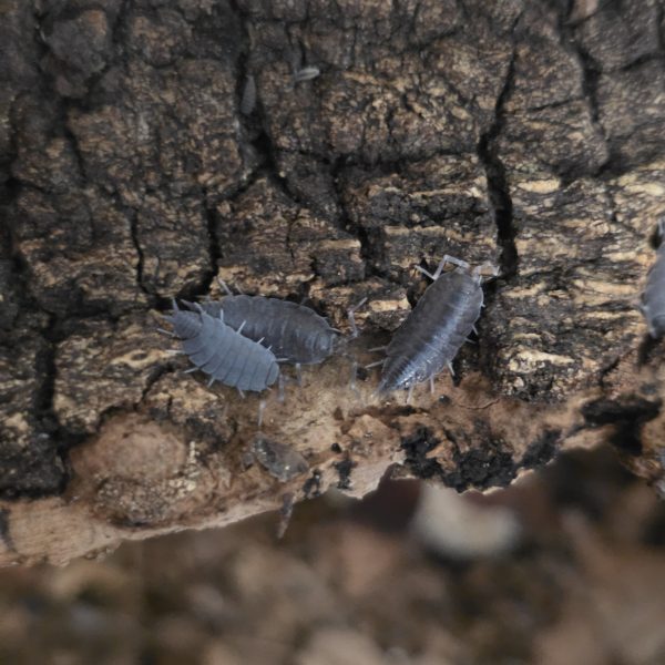 Isopod: Porcellionides pruinosus "Powder Blue" – 12 ks
