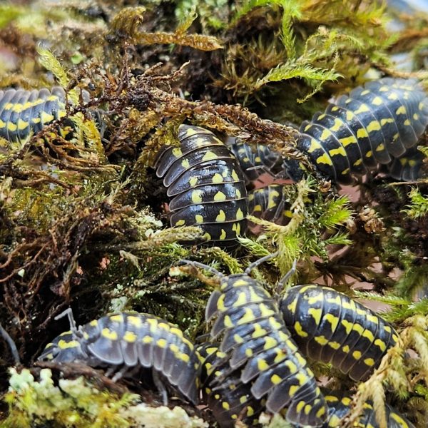 Isopod: Armadillidium gestroi