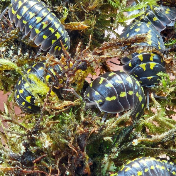 Isopod: Armadillidium gestroi
