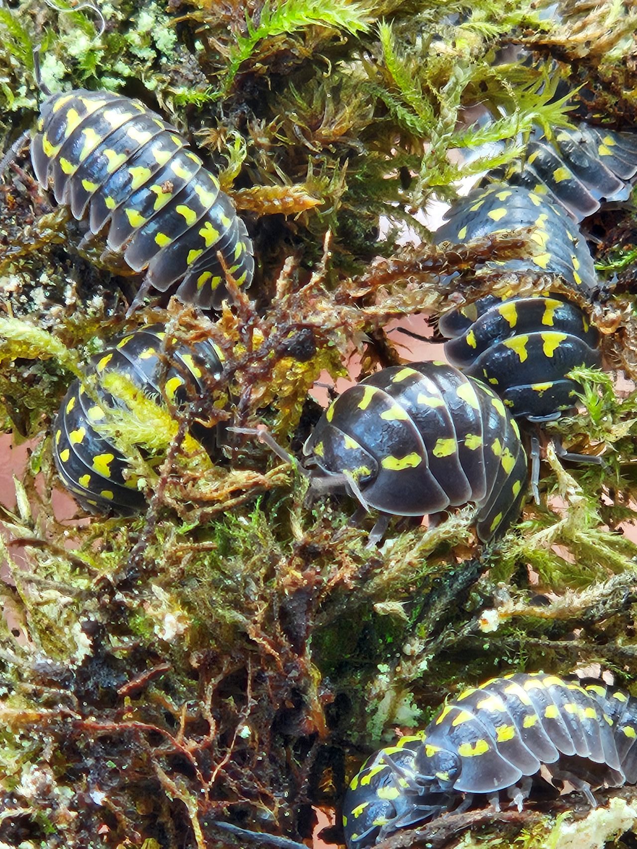 Isopod: Armadillidium gestroi
