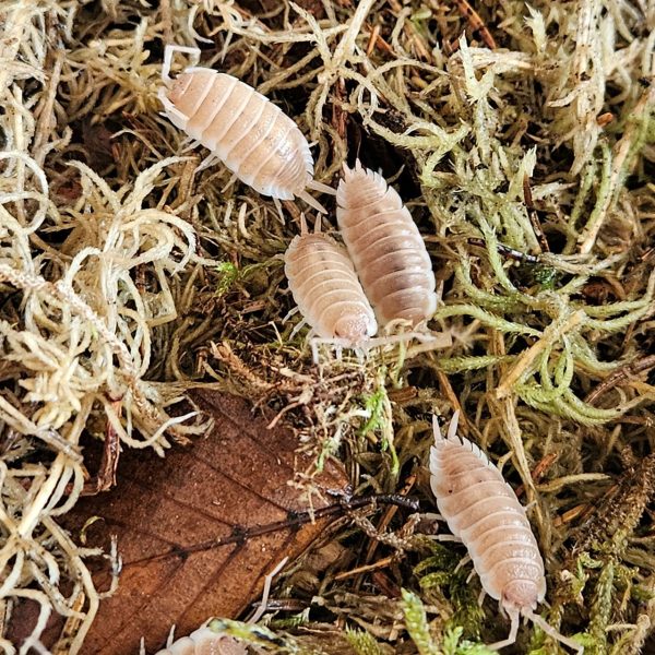 Isopod: Porcellio sevilla "Caramel"