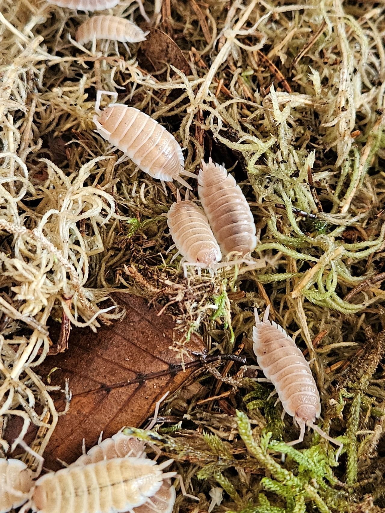 Isopod: Porcellio sevilla "Caramel"