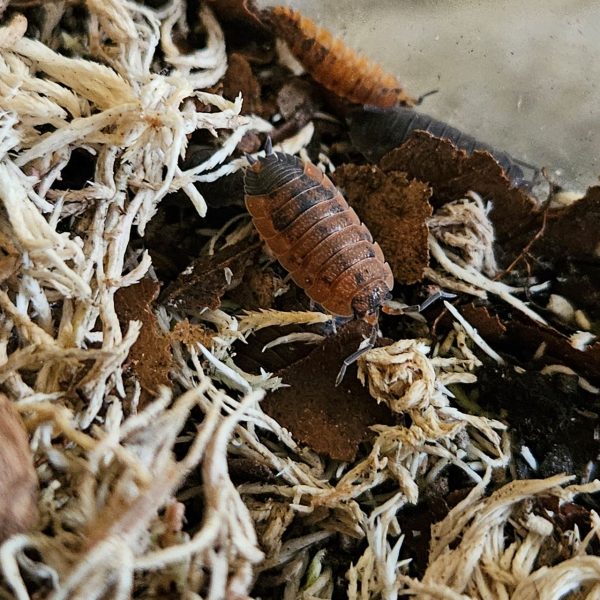 Isopod: Porcellio scaber "Lava"