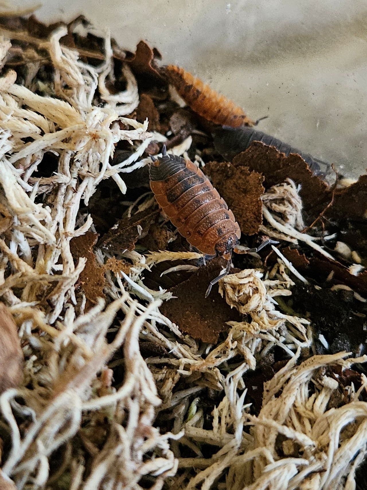 Isopod: Porcellio scaber "Lava"