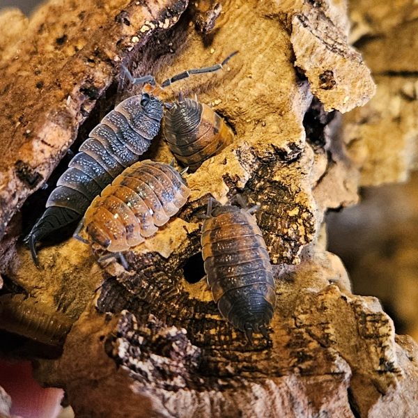 Isopod: Porcellio scaber "Lava"