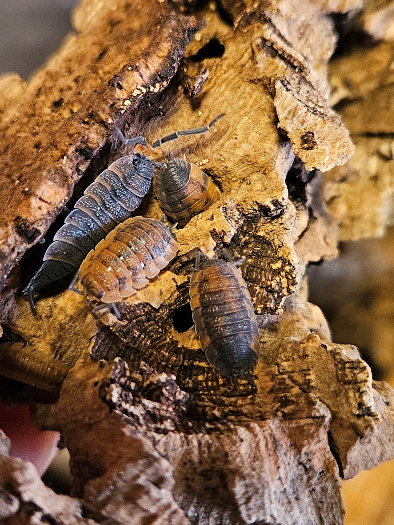 Isopod: Porcellio scaber "Lava"