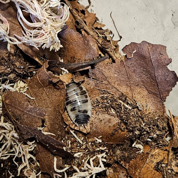 Isopod: Porcellio laevis "Dairy Cow"