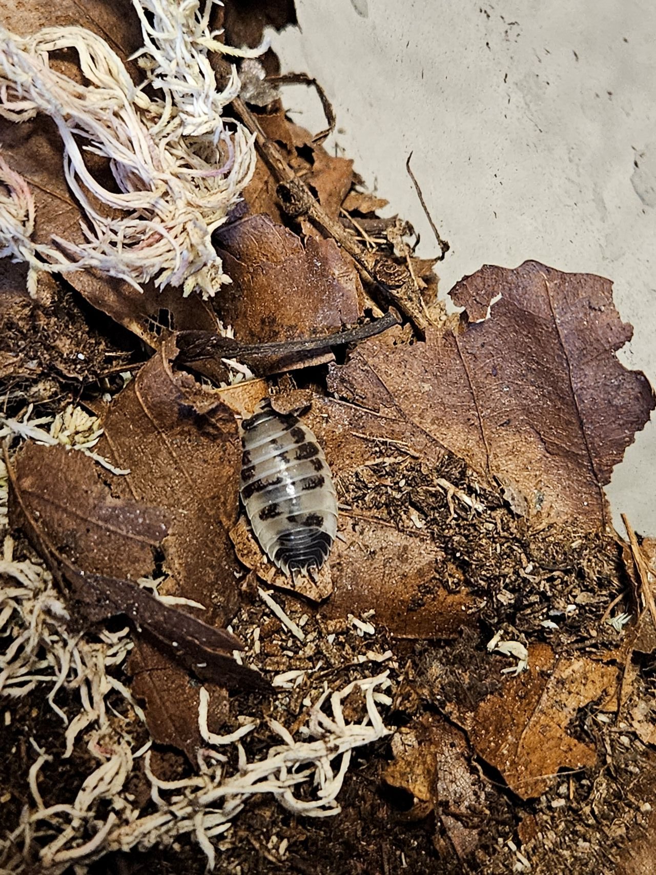 Isopod: Porcellio laevis "Dairy Cow"