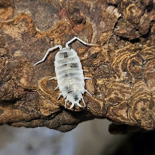 Isopod: Porcellio laevis "Dairy Cow"